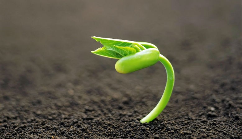 Seed Savers